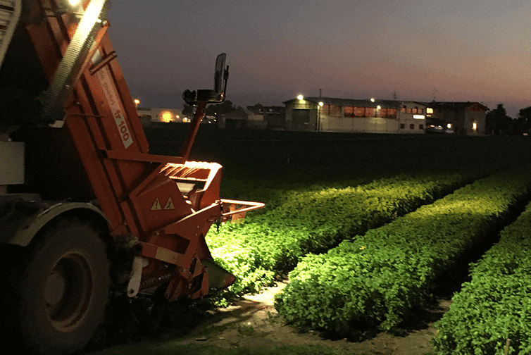 Tractor Harvesting Basil for Barilla® Pesto Sauce